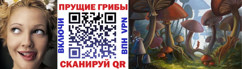 Псилоцибиновые грибы Psilocybe  Вытегра 